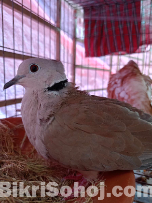 Australian chuithal dove